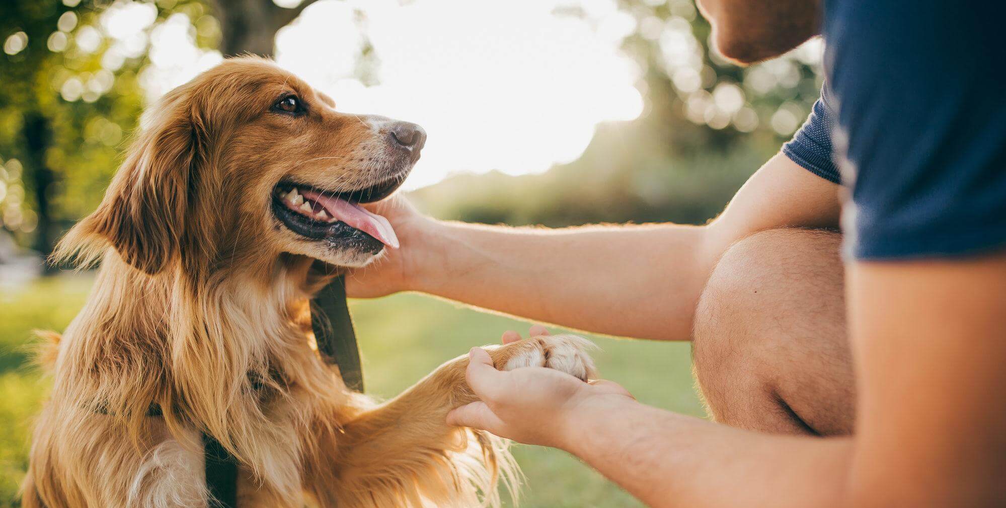 Your Trusted Animal Clinic