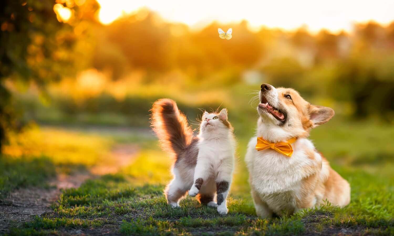 Top rated Veterinarian in Bradenton FL