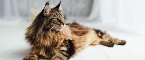 Maine Coon Cat Breed Maine Coon Cat Breed