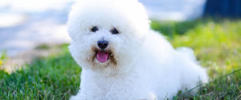 Bichon Frise, GeniusVets breed library Bichon Frise, GeniusVets breed library